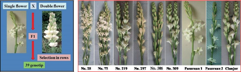 Polianthes Tuberose Breeding In Indonesia Kne Life Sciences