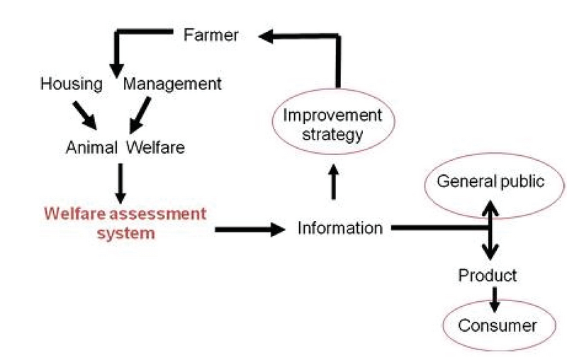 Animal Welfare Assessment System for Sustainable Cattle Production in  Indonesia | KnE Life Sciences