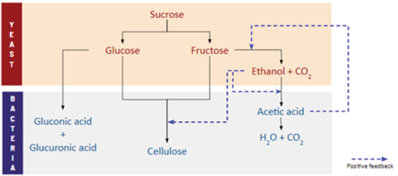 Isolation and Screening of Microbial Isolates from Kombucha 