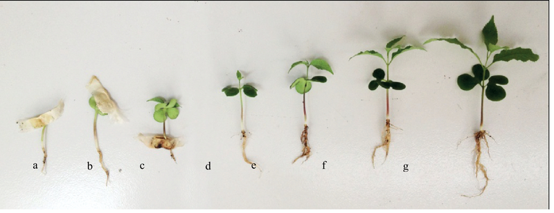 The Effects of Light Color on Seed Germination of Markhamia stipulata