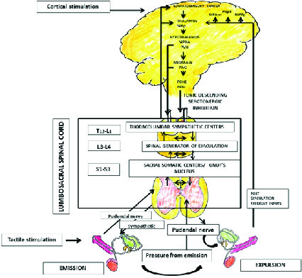 Premature ejaculation current concepts in the management A